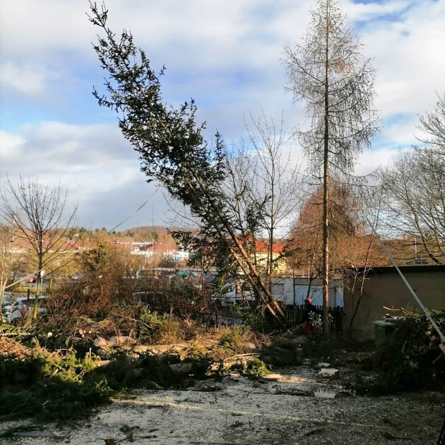 Baumfällen Baumfällen