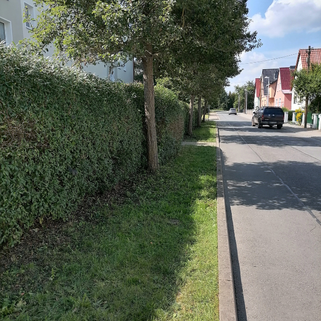 Heckenschnitt Heckenschnitt